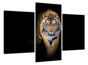 Tiger, obraz (Obraz 90x60cm)
