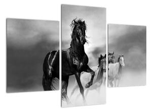 Čiernobiely obraz koňov (Obraz 90x60cm)