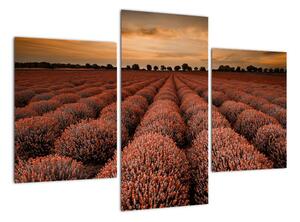 Kvetinové pole - obraz (Obraz 90x60cm)