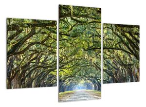 Aleje stromov - obraz (Obraz 90x60cm)