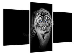 Čiernobiely lev - obraz (Obraz 90x60cm)