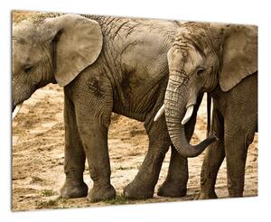 Slon, obraz (Obraz 60x40cm)