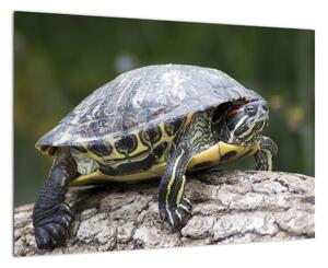 Obraz suchozemské korytnačky (Obraz 60x40cm)