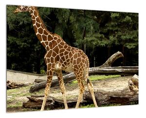 Obraz žirafy (Obraz 60x40cm)