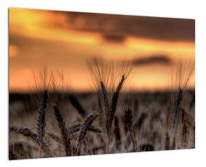Detail pšenica, obraz (Obraz 60x40cm)