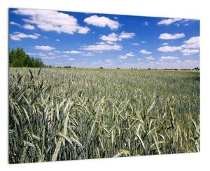 Pole pšenice - obraz (Obraz 60x40cm)
