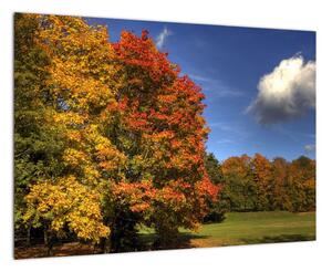 Jesenné stromy - obraz (Obraz 60x40cm)