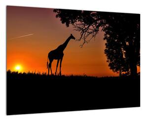Obraz žirafy v prírode (Obraz 60x40cm)