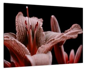 Detail kvety - obraz (Obraz 60x40cm)