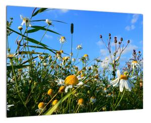 Obraz lúčnych kvetov (Obraz 60x40cm)