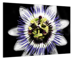 Obrazy kvetov (Obraz 60x40cm)