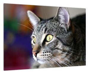 Mačka - obraz (Obraz 60x40cm)