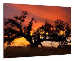 Strom v krajině - obraz (Obraz 60x40cm)