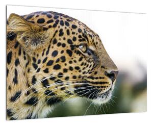 Leopard - obraz (Obraz 60x40cm)