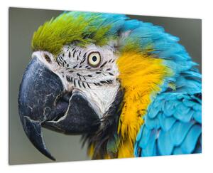 Papagáj - obraz (Obraz 60x40cm)