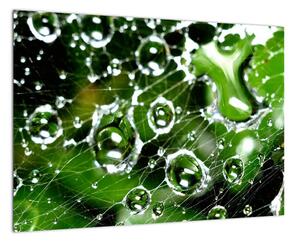 Kvapky vody - obrazy (Obraz 60x40cm)
