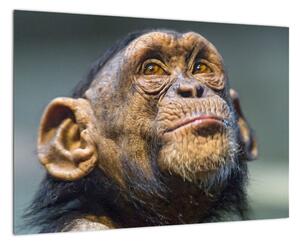 Opica - obrazy (Obraz 60x40cm)