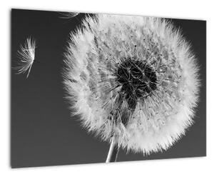Odkvitnutá púpava - obraz kvetín (Obraz 60x40cm)