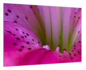 Detail kvetu - moderný obraz (Obraz 60x40cm)
