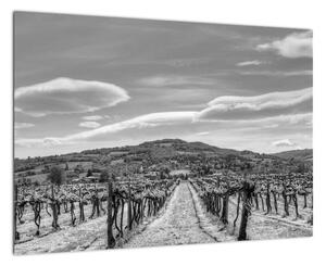 Obraz vínnej révy (Obraz 60x40cm)