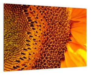 Detail slnečnice - obraz (Obraz 60x40cm)