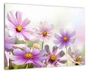Obraz kvetín (Obraz 60x40cm)