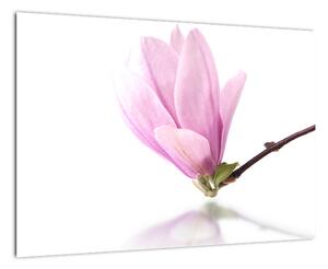 Kvet - obraz (Obraz 60x40cm)