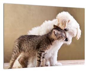 Mačiatko a šteňa - obraz (Obraz 60x40cm)