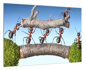 Obraz mravcov (Obraz 60x40cm)