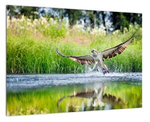 Fotka loviaceho orla - obraz (Obraz 60x40cm)