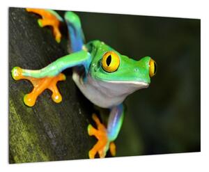 Žaba - obraz (Obraz 60x40cm)