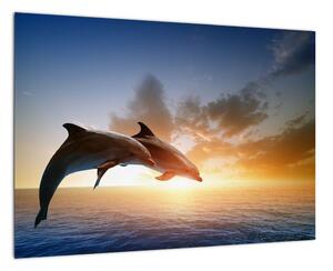 Delfíny - obraz (Obraz 60x40cm)