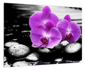 Obraz orchideí (Obraz 60x40cm)