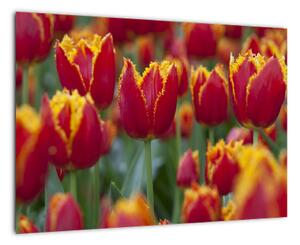 Tulipánové polia - obraz (Obraz 60x40cm)