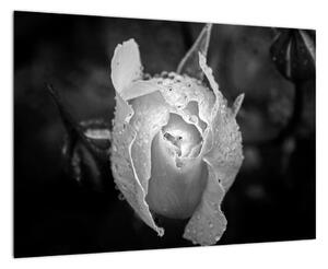 Obraz čiernobiele ruže (Obraz 60x40cm)