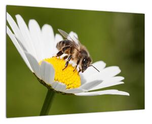 Včela na sedmokráske - obraz (Obraz 60x40cm)