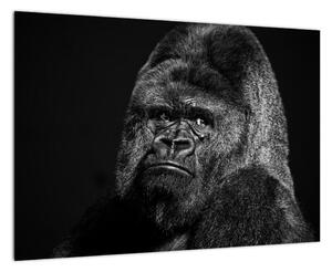 Obraz opice (Obraz 60x40cm)