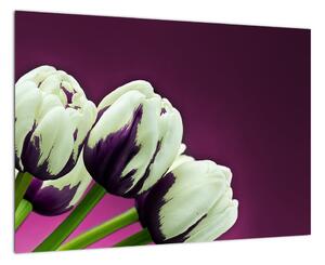 Makro tulipánov - obraz (Obraz 60x40cm)