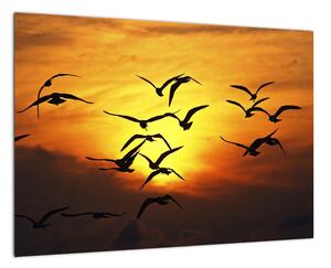 Obraz letiacich vtákov (Obraz 60x40cm)