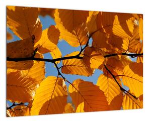 Jesenné lístie - obraz (Obraz 60x40cm)