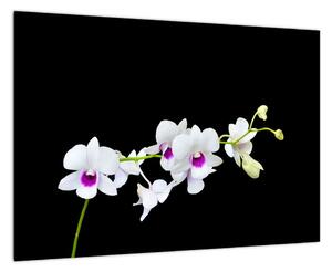 Kvetina - obraz (Obraz 60x40cm)