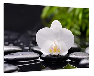 Fotka kvetu orchidey - obraz autá (Obraz 60x40cm)