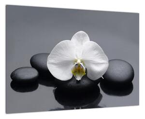 Kvet orchidey - moderný obraz (Obraz 60x40cm)