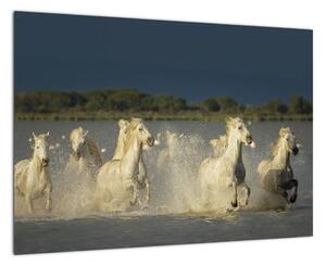 Cválajúca kone, obraz (Obraz 60x40cm)