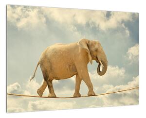 Slon na lane, obraz (Obraz 60x40cm)
