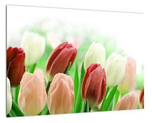Tulipány, obraz (Obraz 60x40cm)