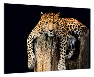 Leopard, obraz (Obraz 60x40cm)