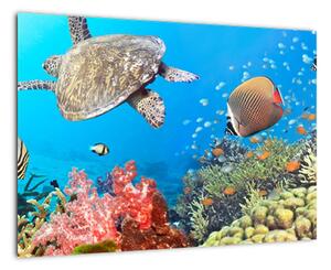 Podmorský svet, obraz (Obraz 60x40cm)