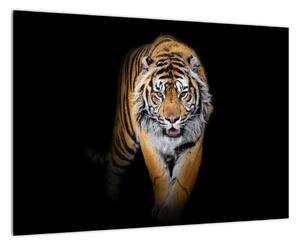 Tiger, obraz (Obraz 60x40cm)