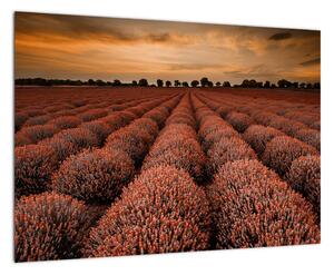 Kvetinové pole - obraz (Obraz 60x40cm)